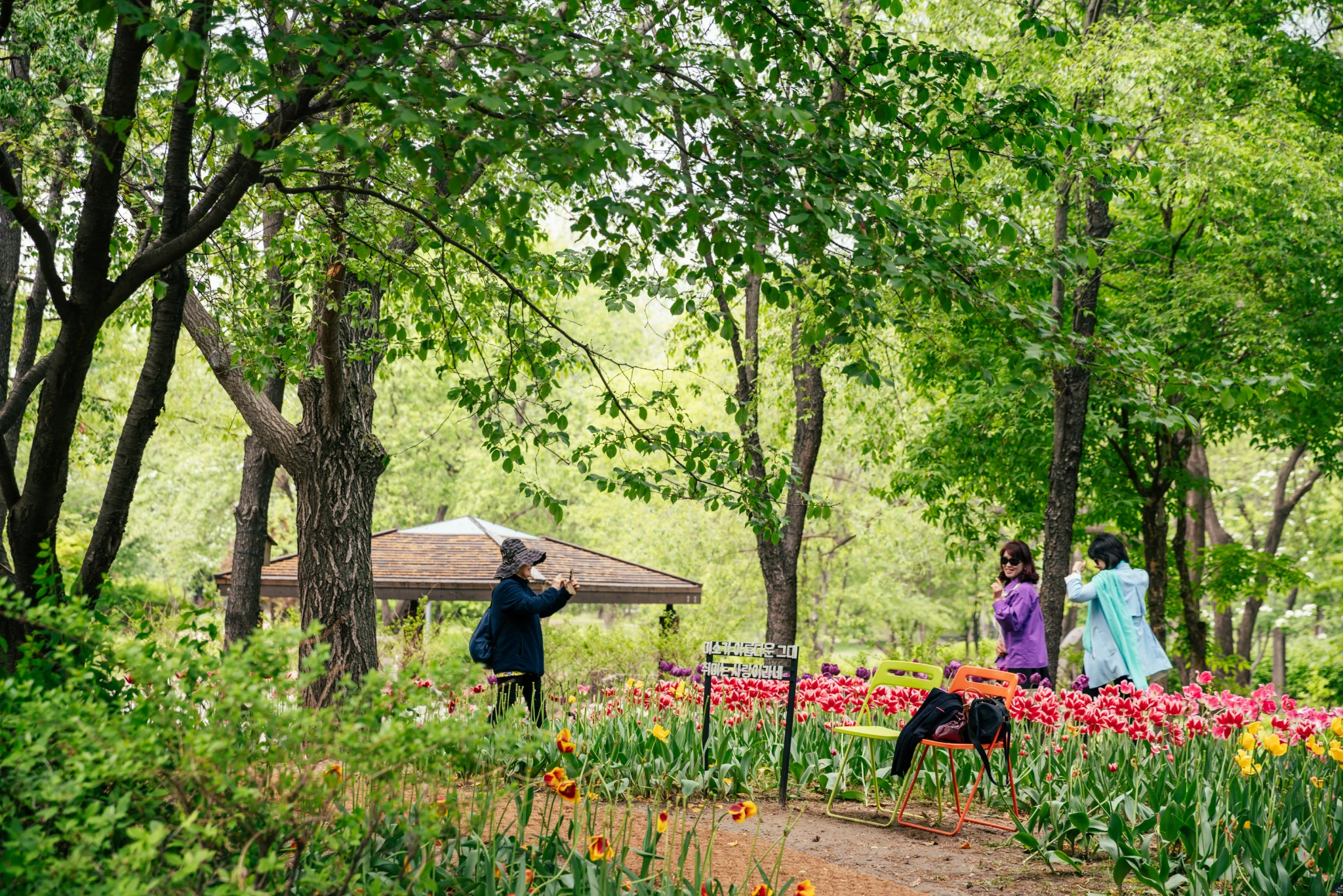 Seoul Forest-image
